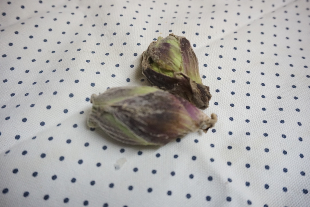 2020年ふきのとう