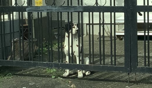 あずき.さんち。「番犬かと思った」